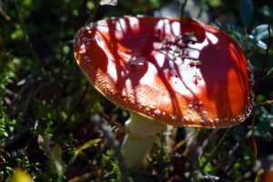 Mit Kindern im Wald Waldspaziergang Wandern Abenteuer Erlebnis Outdoor Pilze