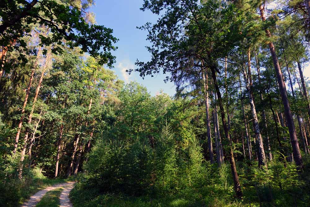naturpark hirschwald auf dem wacholderwanderweg von schmidmühlen nach hohenburg etappe 1