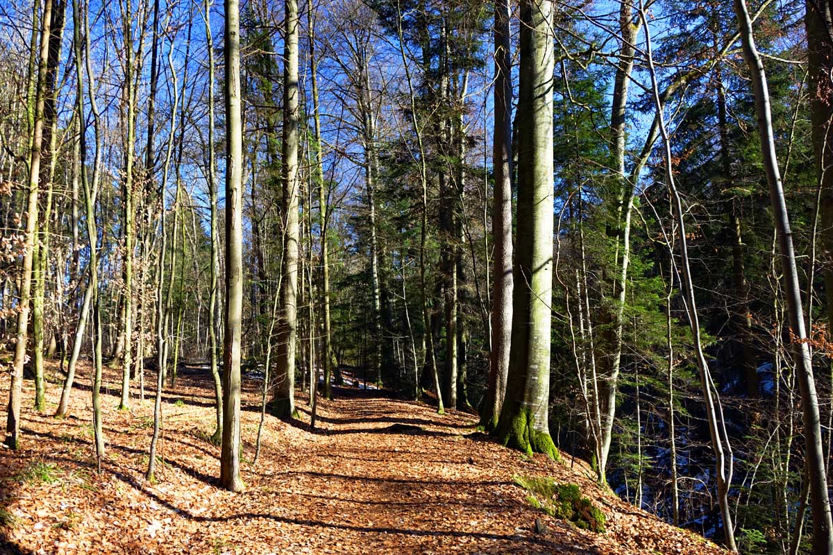 Waldgebiet bei Gruensberg Teufelsschlucht Naturschutzgebiet Wallensteinweg Wandern Altdorf bei Nuernberg