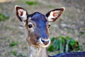 sikawild wildgehege hufeisen ausflug familie kinder franken