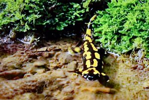 salamander feuersalamander salamanderschlucht salamandertal