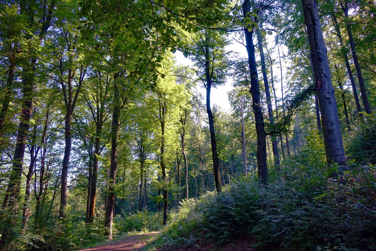 wacholderwanderweg teil 3 kastl buchenwald lehrpfad