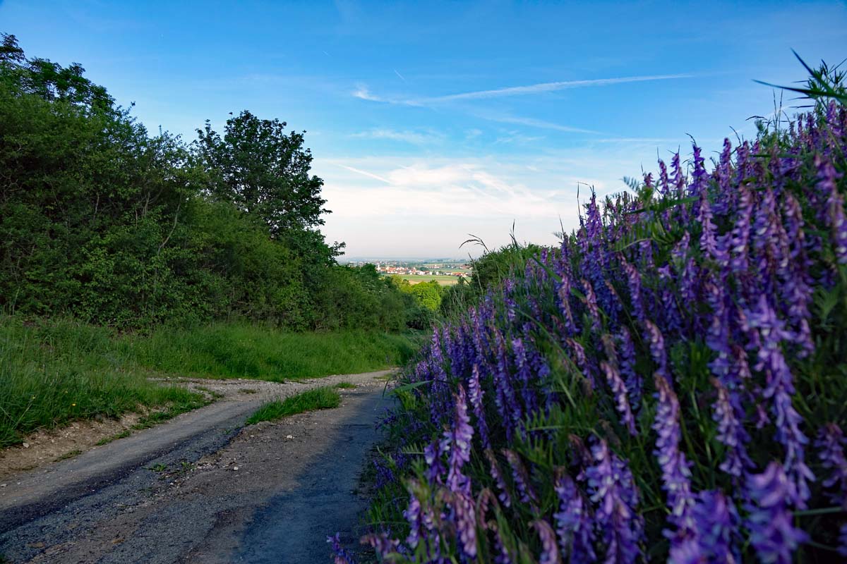 Wandern im Altmühltal: die 10 schönsten Wandertouren im Naturpark Altmühltal 13 Wandern im Ludwigswald von Weißenburg
wandertouren naturpark altmühltal