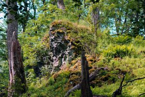 wandern rhön wildflecken lösershag urwald naturlehrpfad