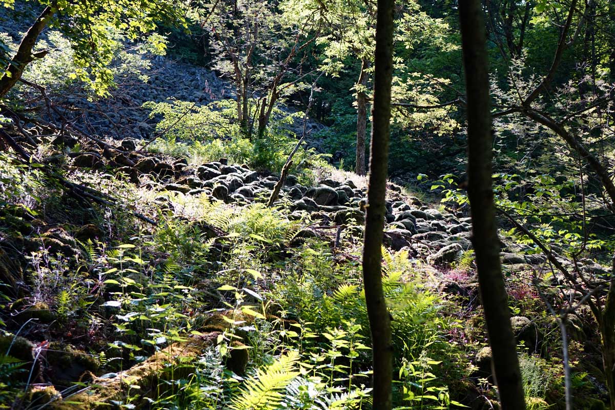 Wandern Bayerische Rhoen Biosphaerenreservat Wald Urwald Loesershag Lehrpfad Wald Basaltmeer Basalt Vulkanschlot