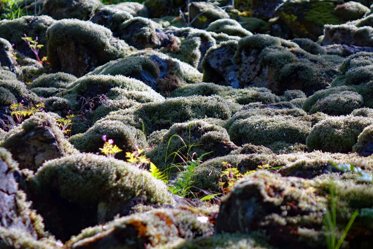 basaltblockhalde auf dem vulkankegel lösershag rhön