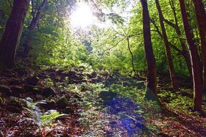 wanderung auf dem naturlehrpfad urwald lösershag biosphärenreservat rhön