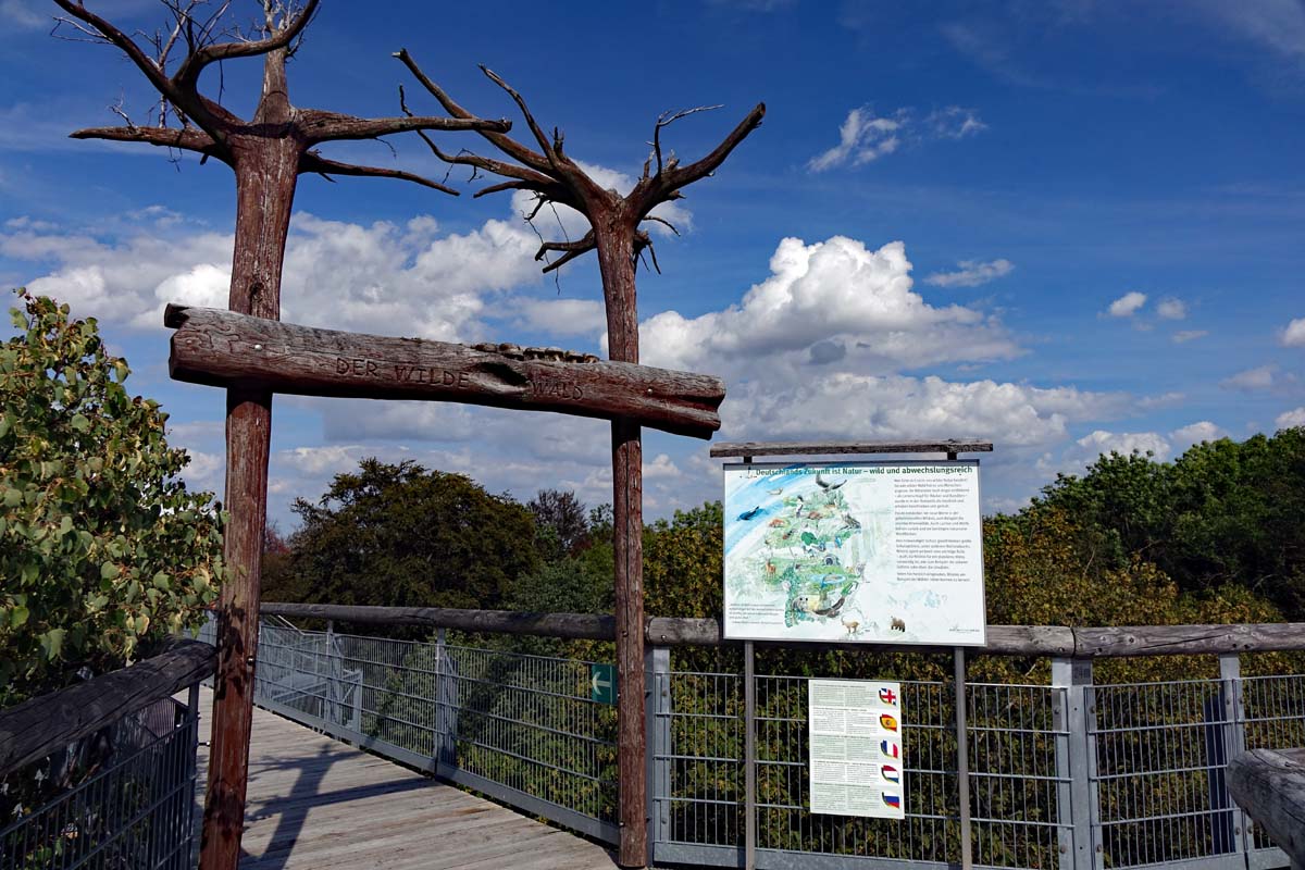baumkronenpfad baumwipfelpfad im nationalpark hainich deutschland