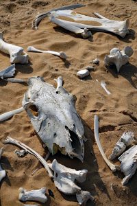 pferde skelett namib swakopmund wüste rundreise ausflug little five