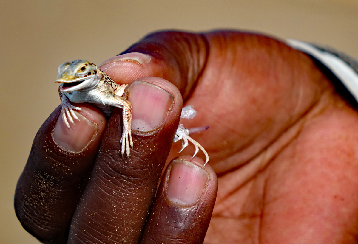 wüsteneidechse little five swakopmund namib namibia