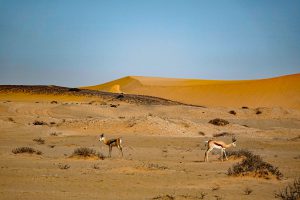 springbock namib wüste namibia rundreise mietwagen little five swakopmund