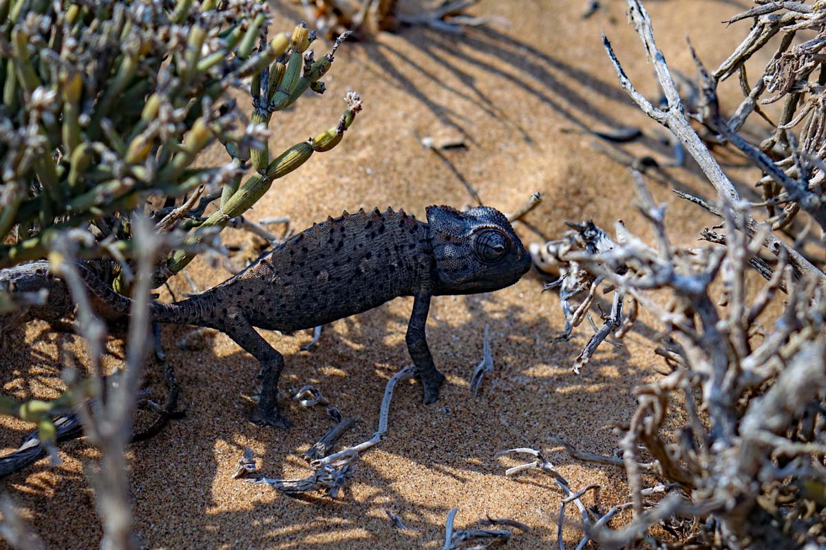 litte five namib swakopmund chameleon wüste
