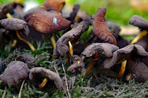 pilze faberwald pyrbaum