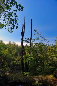 natur im faberwald pyrbaum