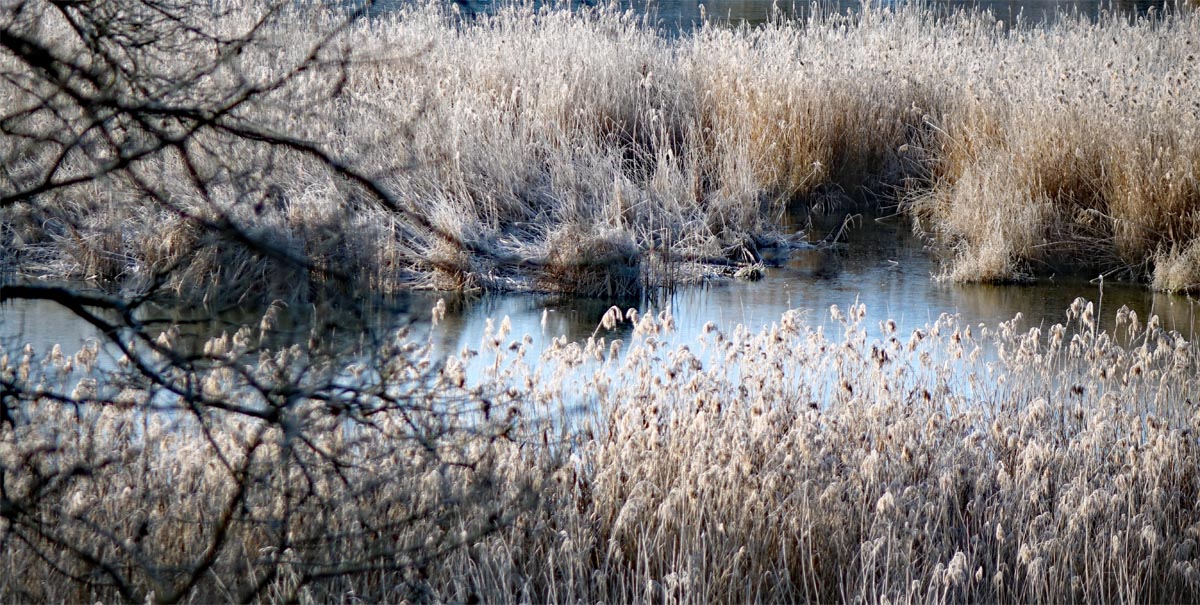 naturschutzgebiet scheerweiher ansbach schalkhausen im winter