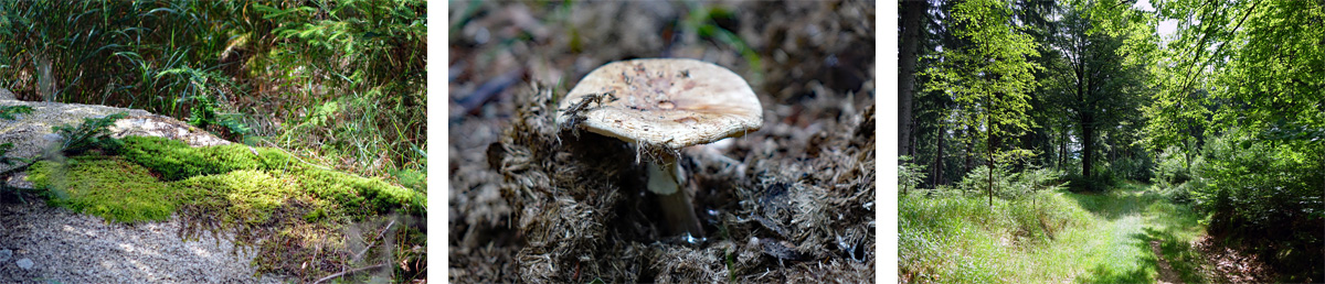 Pilze und Moose Waldhistorischer Lehrpfad Naturpark Steinwald