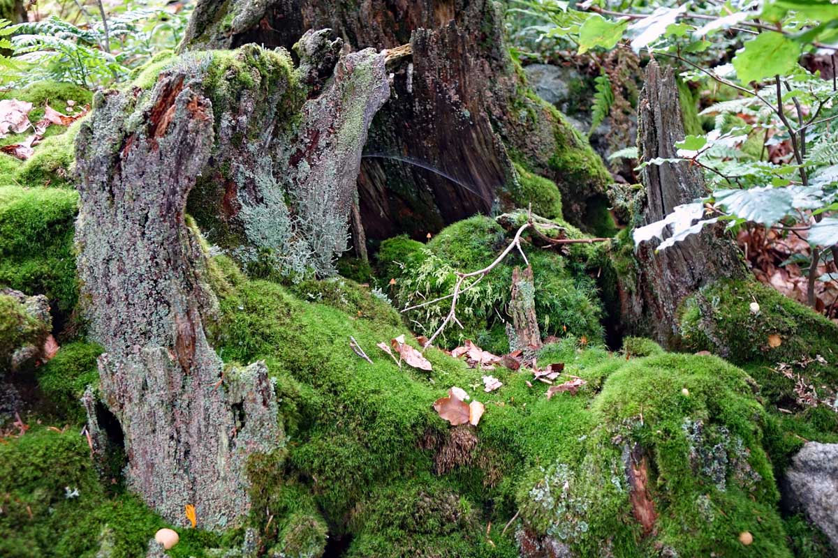 Moosbewachser Baumstamm auf dem Waldhistorischen Lehrpfad im Naturpark Steinwald