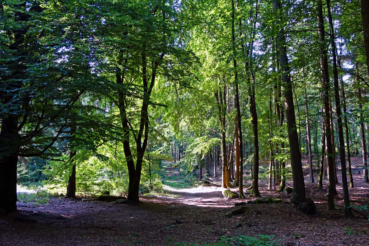 Buchenwald auf dem Waldhistorischen Lehrpfad im Naturpark Steinwald