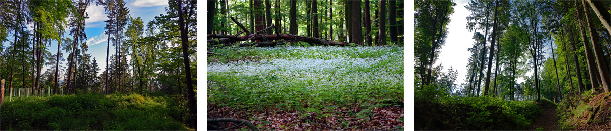 Blütenteppich im Wald auf dem Vorgeschichtsweg Thalmässing im Altmühltal
