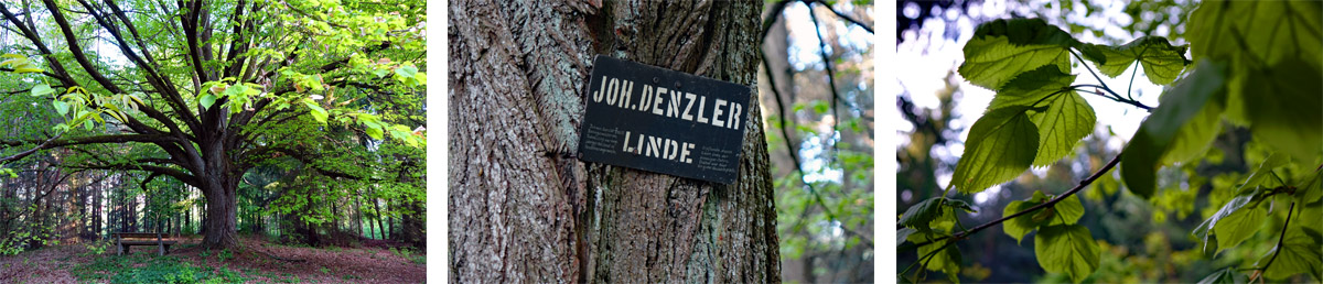 Johann Denzler Linde auf dem Vorgeschichtsweg Thalmässing im Altmühltal