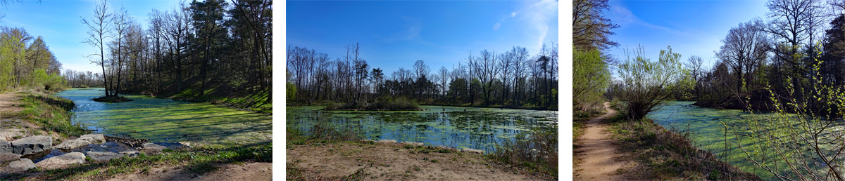 Wege der anhaltenden Hitze überziehen Algen den See im Naturschutzgebiet Hainberg 