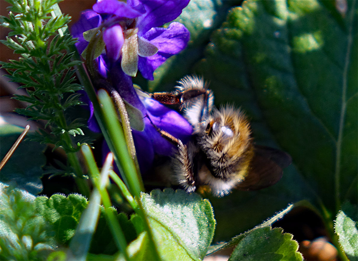 Biene auf Blüte im Eibachgrund bei Hilpoltstein
