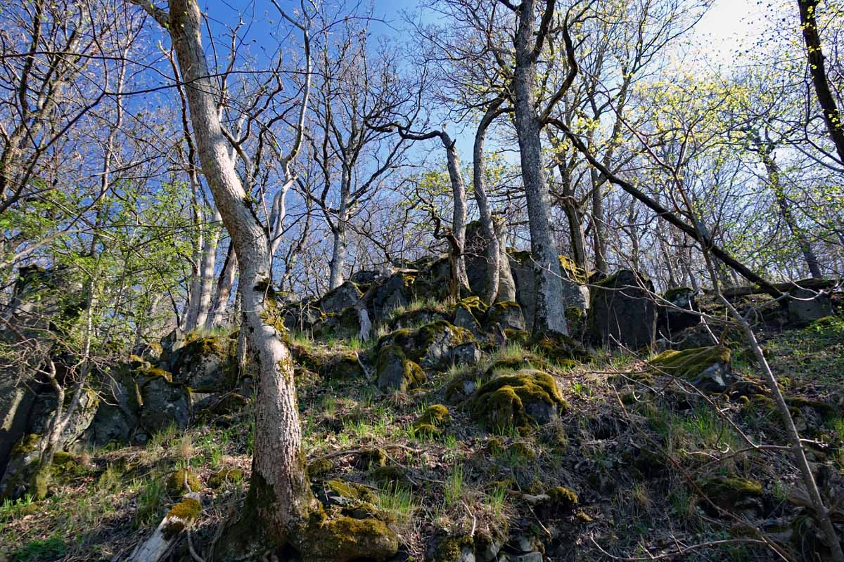 Skurrile Bäume auf der Basalt-Blockhalde am Gangolfsberg in Unterfranken