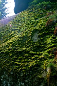 Leuchtmoos im Felsenlabyrinth Luisenburg Wunsiedel