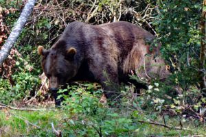 braunbären im tier-freigehege lusen neuschönau bayerischer wald