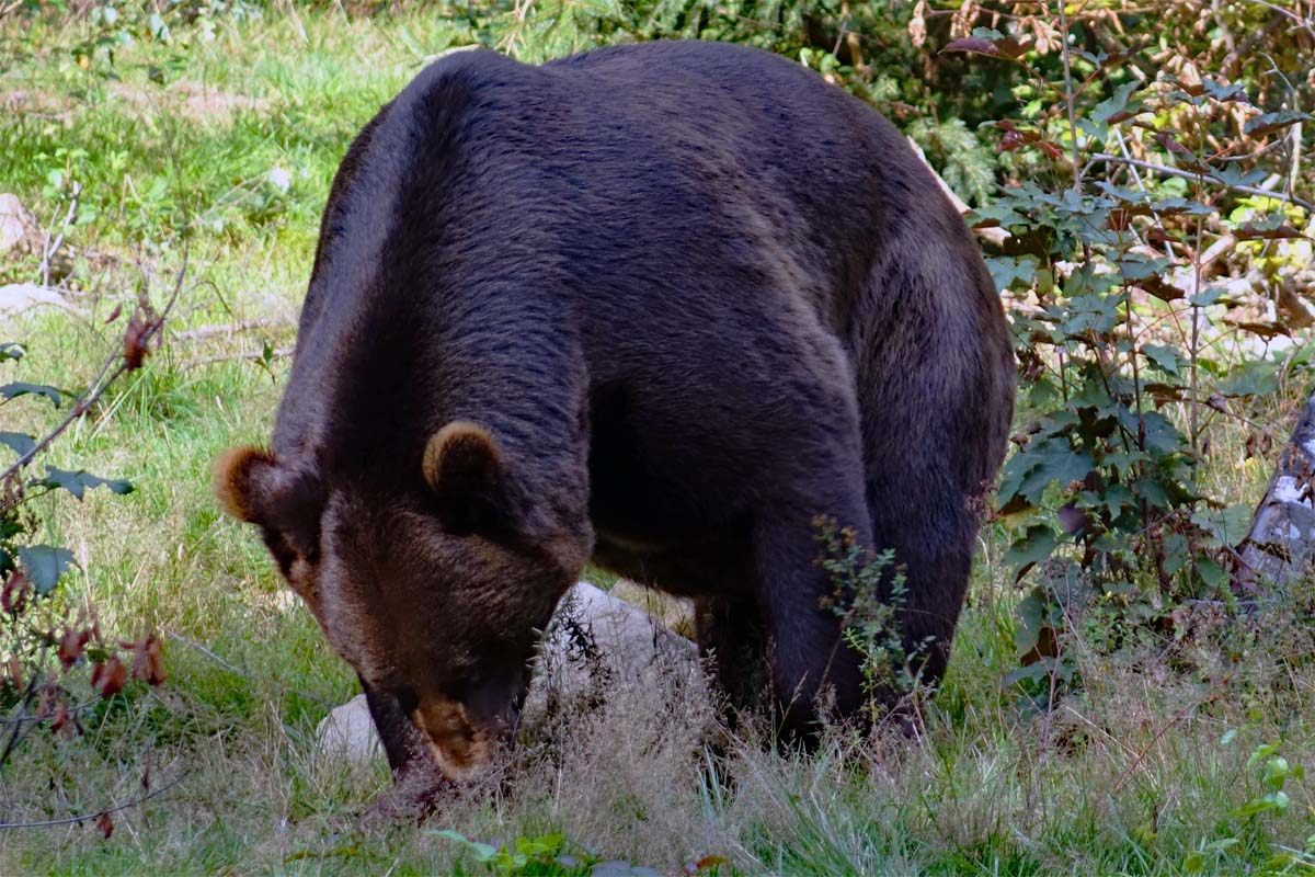 Braunbär im Tierfreigelände Nationalpark Bayerischer Wald