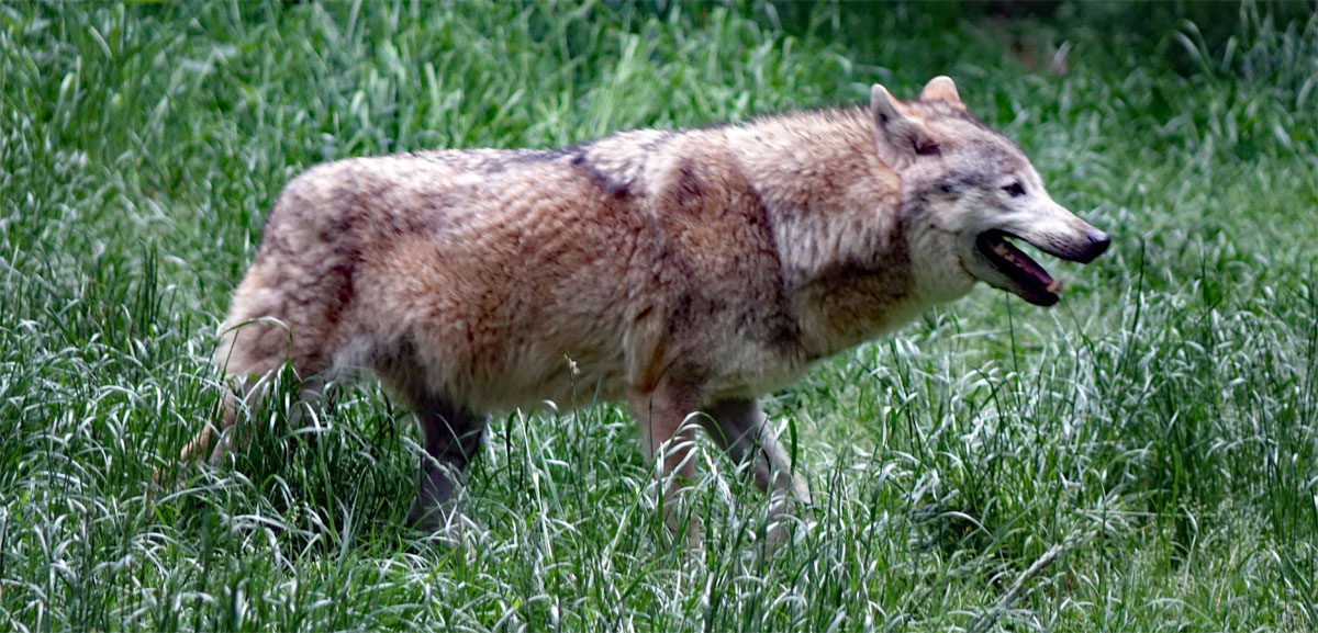 wölfe im tier freigehege nationalpark bayerischer wald neuschönau