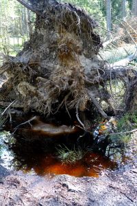 Store Mosse Nationalpark Moor Schweden