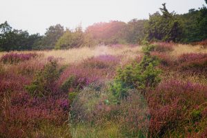 WELCHE UNTERKÜNFTE GIBT ES IN SCHWEDEN? 9 heidelandschaft im stenshuvud nationalpark schweden