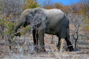 namib wüste afrika elefanten