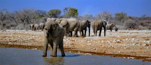elefanten herde wasserloch wüste savanne namibia