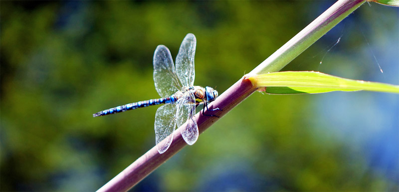 LOTOSGARTEN - ROTHENBURG OB DER TAUBER 6 libelle leyks lotosgarten rothenburg mittelfranken
