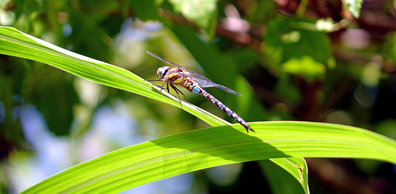 LOTOSGARTEN - ROTHENBURG OB DER TAUBER 4 libelle leyks lotosgarten rothenburg ob der tauber libelle