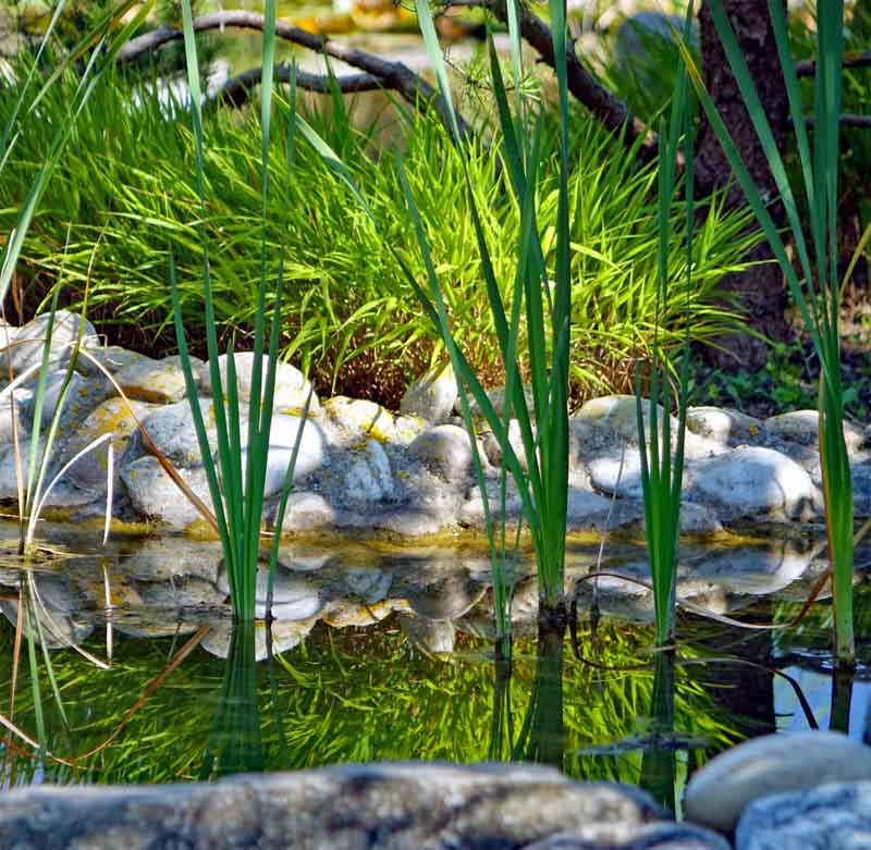 LOTOSGARTEN - ROTHENBURG OB DER TAUBER 7 lotosgarten ausflug tipp mittelfranken frankenhöhe rothenburg