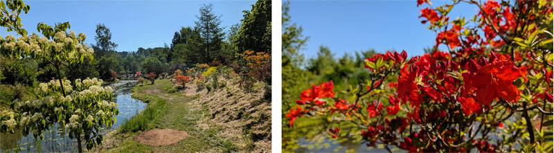 SCHLOSSPARK DENNENLOHE 24 schlosspark dennenlohe rhododendron ausflug mittelfranken