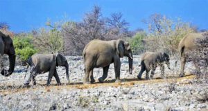 TIERWANDERUNGEN IN AFRIKA 12 graue könige der wüste elefant wüstenelefant namibia