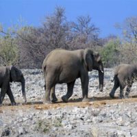 graue könige der wüste elefant wüstenelefant namibia