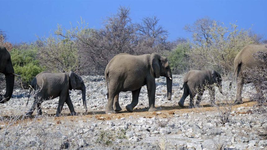 graue könige der wüste elefant wüstenelefant namibia