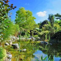 LOTOSGARTEN - ROTHENBURG OB DER TAUBER 39 leyk lotosgarten rothenburg park garten japan