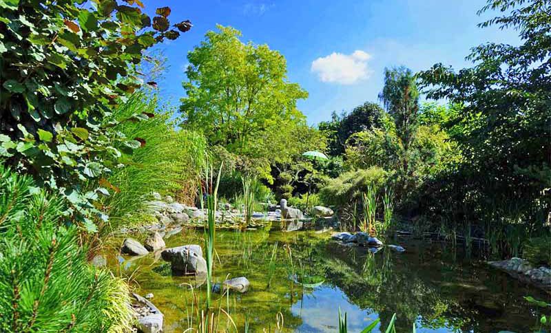 LOTOSGARTEN - ROTHENBURG OB DER TAUBER 2 leyk lotosgarten rothenburg park garten japan