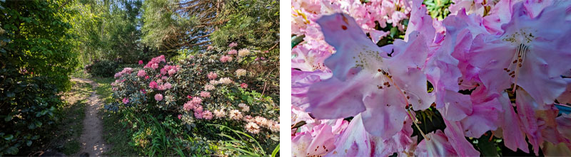 SCHLOSSPARK DENNENLOHE 25 schlosspark dennenlohe rhododendron blüte