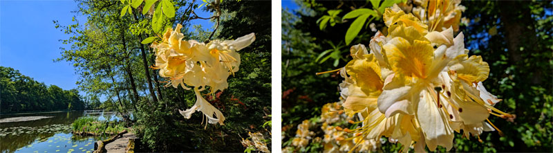 SCHLOSSPARK DENNENLOHE 21 rhododendron blüte mai schlosspark dennenlohe