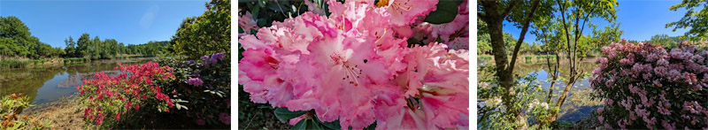 SCHLOSSPARK DENNENLOHE 3 rhododendron blüte park dennenlohe