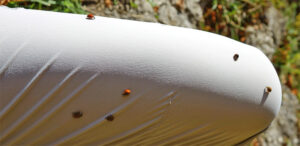 marienkäfer invasion hesselberg herbst bayern mittelfranken ansbach