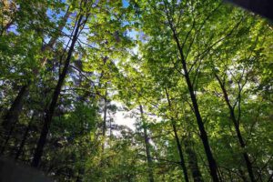 bayerns wälder infos naturraum zustand mischwald laubwald