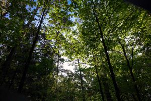 wälder in bayern zustand fakten berichte